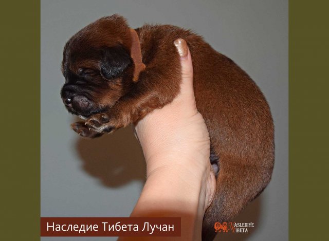 Щенки от пары Брайн х Ютера